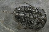 Devil Horned Cyphaspis Walteri Trilobite - Mrakib, Morocco #312262-3